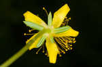 Bushy St. Johnswort